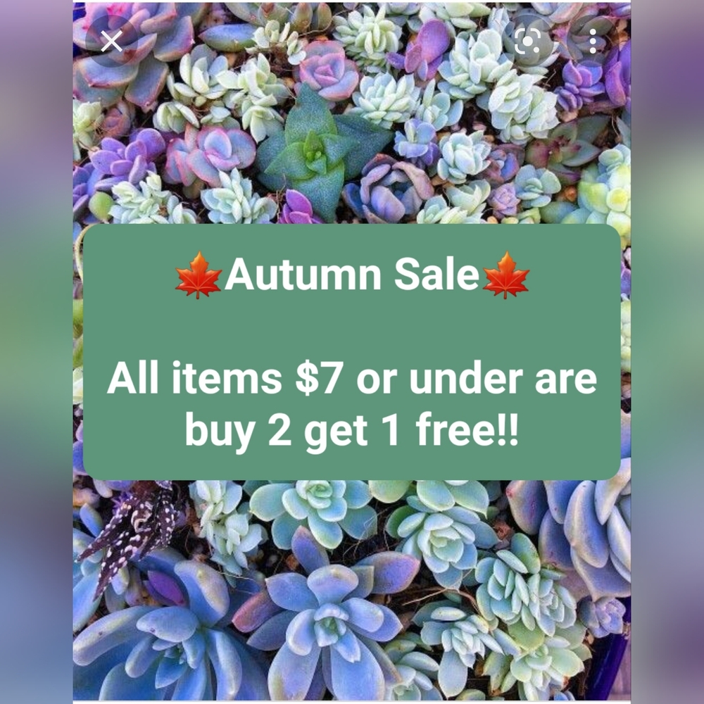 🍁Autumn Sale🍁
